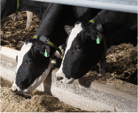 Sensor Technology On Cow Collars